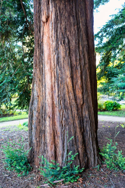 istock Large sequoia tree with its bark wrinkled by the passage of time. 1536845016