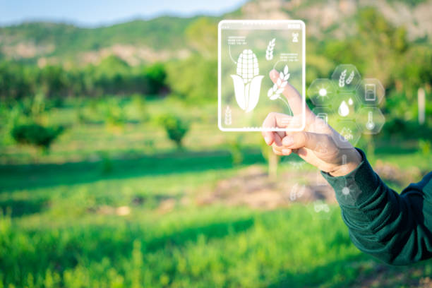 istock Smart Farming: Farmer Touches Virtual Screen for Data-Driven Agriculture Management 1536845586