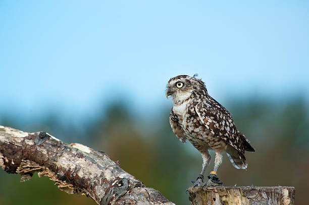 istock Close up of Burrowing Owl 153684580