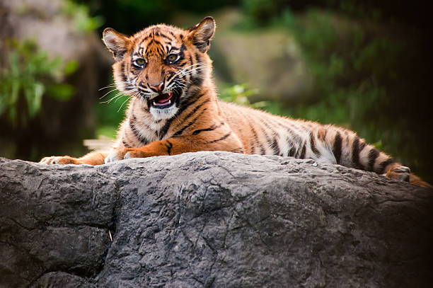 cute sumatran tiger cub - sumatratiger bildbanksfoton och bilder