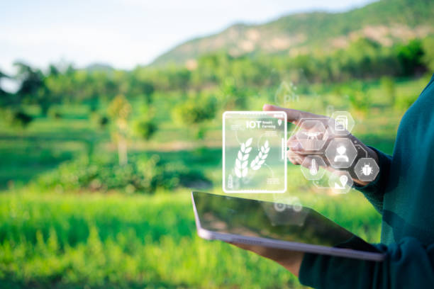 istock Empowering Farming: Farmer's Technological Touch - Managing and Analyzing the Farm through Virtual Screen on Tablet 1536847398