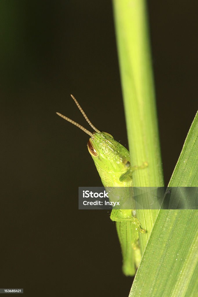 Wanderheuschrecke - Lizenzfrei Biologie Stock-Foto