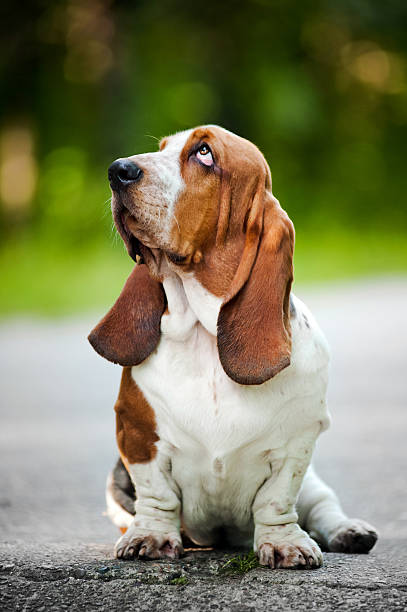 istock Basset hound looks up 153685514