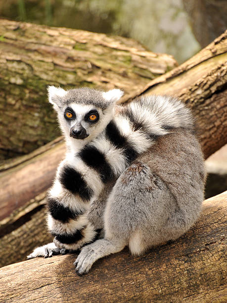 Ring-tailed lemur is sitting on a tree trunk stock photo