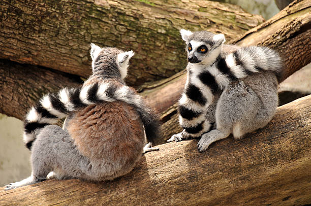 Two ring-tailed lemurs are sitting on a tree trunk stock photo