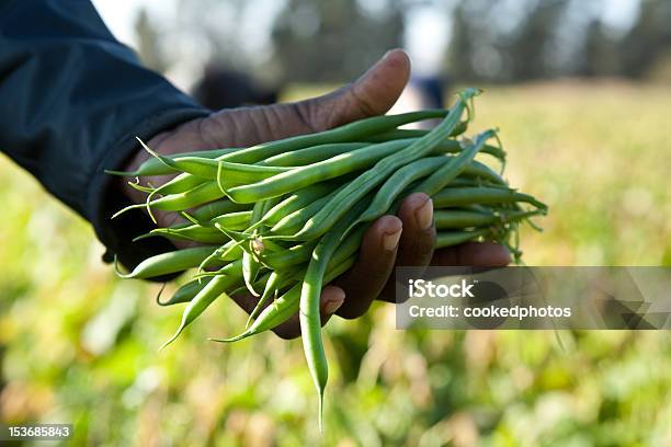 Grãos Apanhar Frutos - Fotografias de stock e mais imagens de Feijão catarino - Feijão catarino, Apanha, Quinta