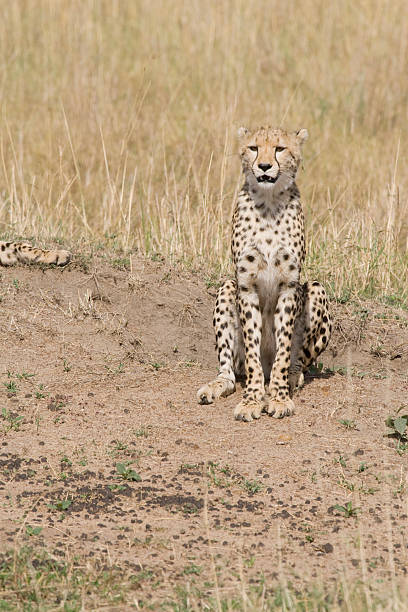 Guépard au Kenya - Photo