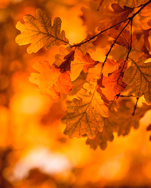 istock autumn leaves, very shallow focus 153686074