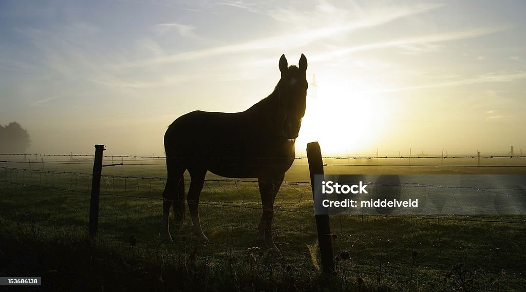 Caballo - Foto de stock de Abstracto libre de derechos