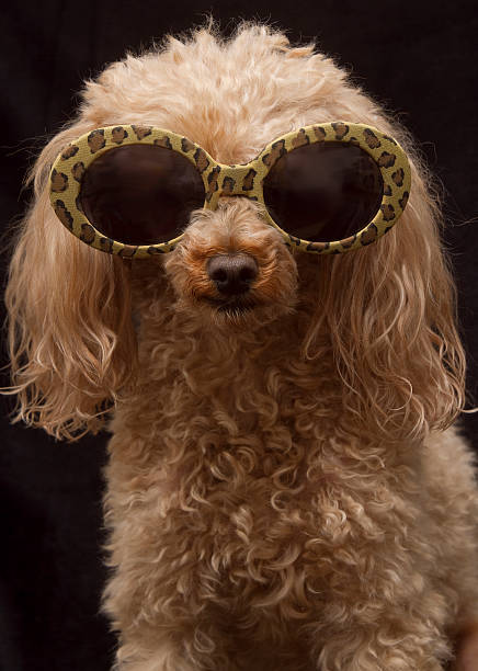 istock Dog In Leopard Print Sunglasses 153686180