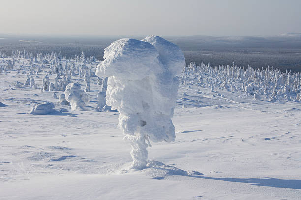 Snowy Tree in Lapland stock photo