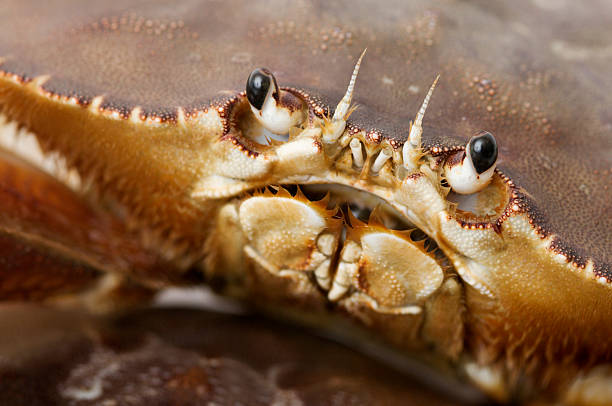 istock Closeup of Live Dungeness Crab Face 153686440