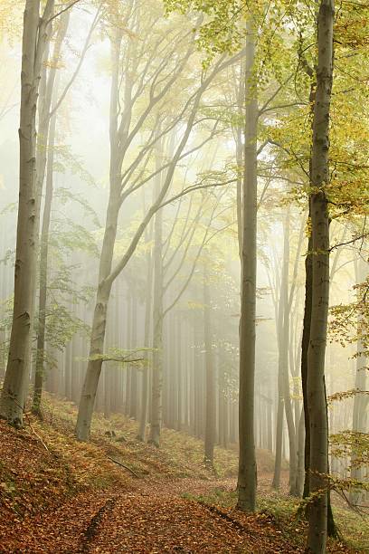 istock Lane in the misty autumnal forest 153686560