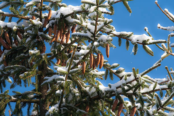 Abete albero con coni - foto stock