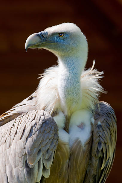 istock European griffon vulture 153686666