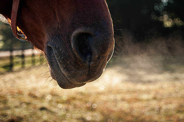 istock horse breath on a cold autumn morning 153686694