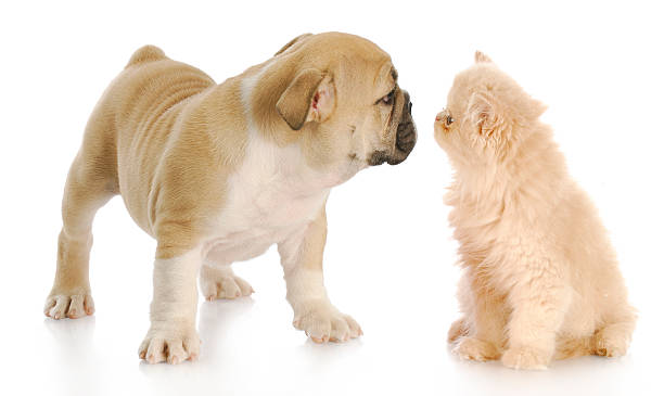 istock kitten and puppy friends 153687013