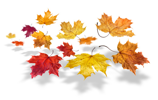 Colorful autumn maple leaves flying and falling on white background