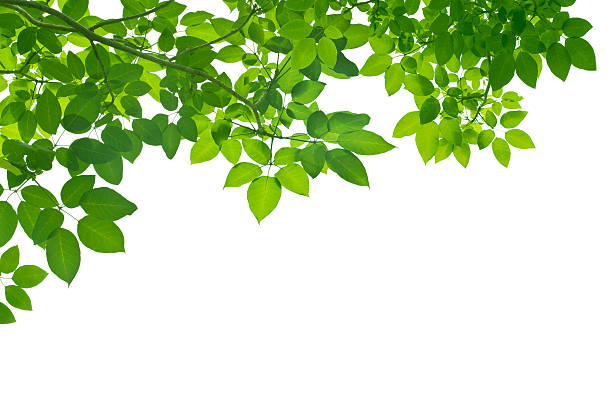 istock Green Leaves on white background 153687109