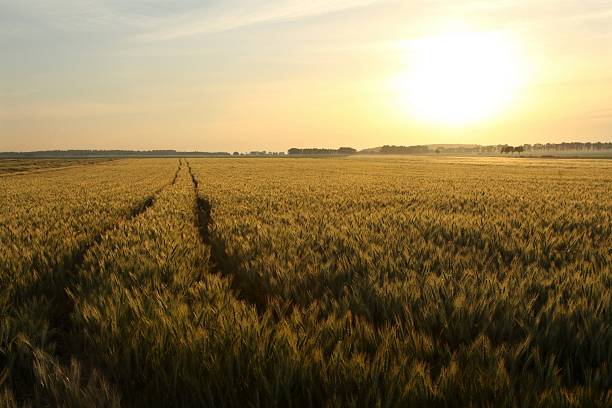 istock Rural landscape at dawn 153687131