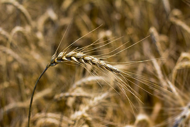 wheat stock photo