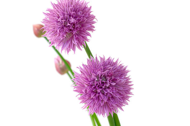 Flowers of Chives stock photo