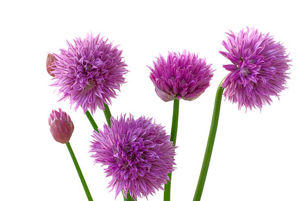 Flowers of Chives stock photo