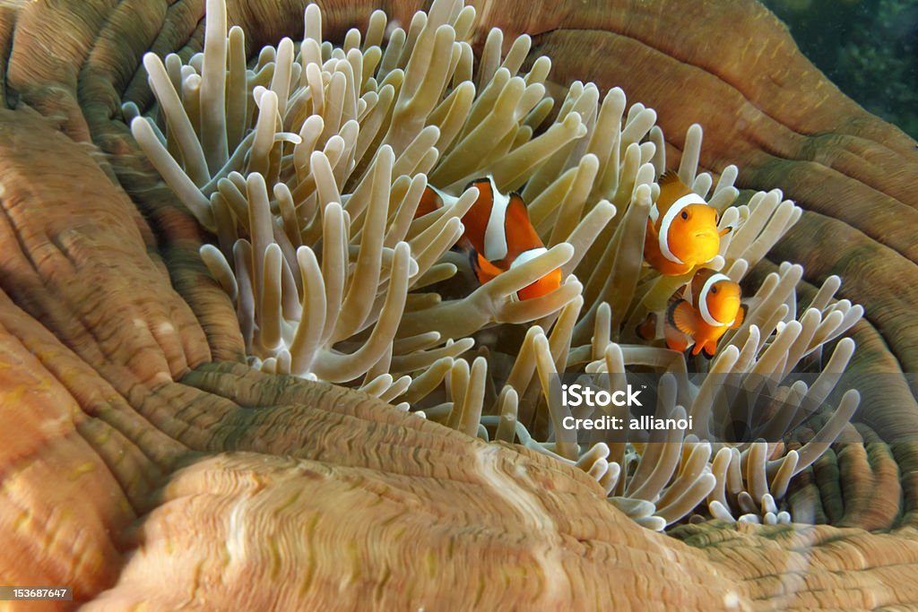 Pesce pagliaccio - Foto stock royalty-free di Anemone
