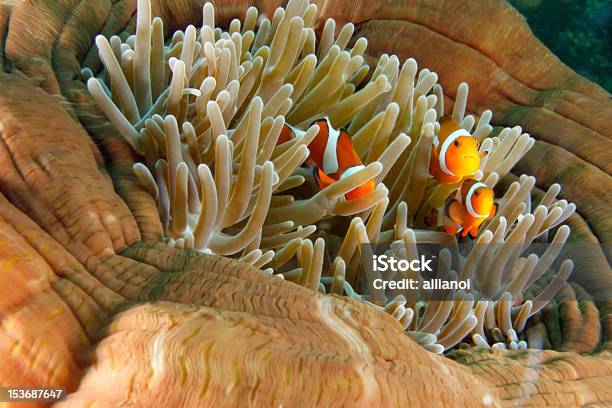 Pesce Pagliaccio - Fotografie stock e altre immagini di Anemone - Anemone, Pesce pagliaccio di Clark, Anemone di mare