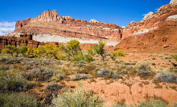 istock Capitol Reef National Park Mesa and Trees 153687689