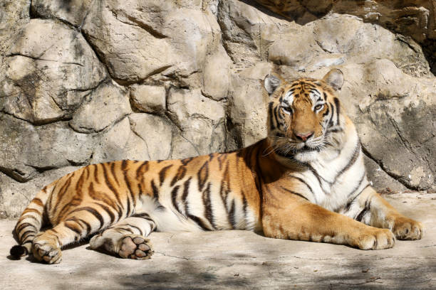 istock Close up Indochinese tiger is rest 1536877184