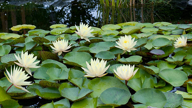 istock Waterlilies in a pond 153687769