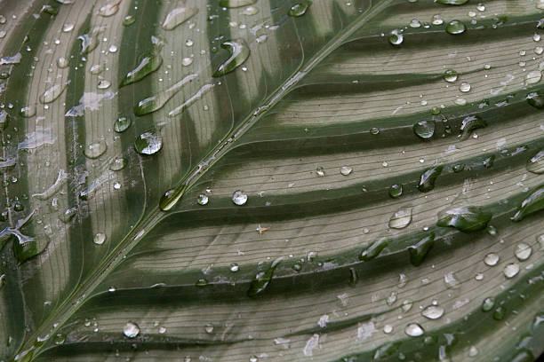 Gouttes d'eau sur une feuille - Photo