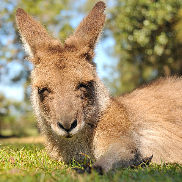 Resting kangaroo with closed eyes stock photo