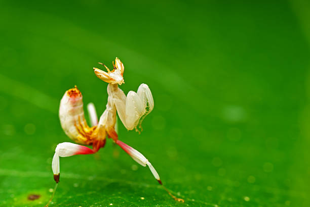 Close up of preying mantis on a green leaf