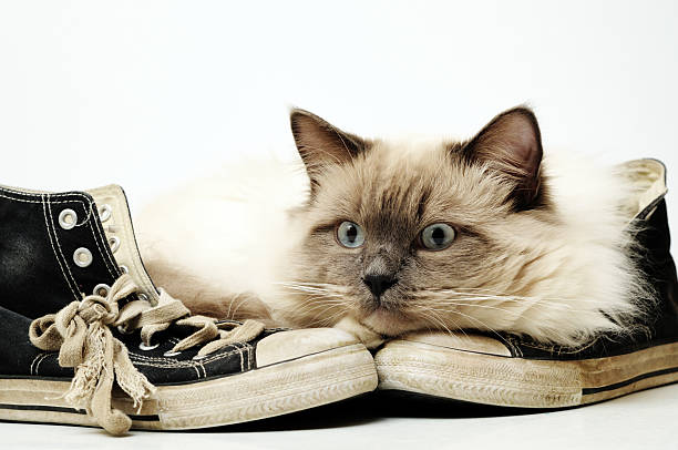 Ratty, old, worn out canvas sneakers wtih white background and a ragdoll cat