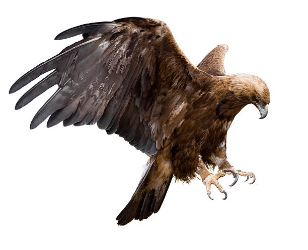 istock A golden eagle suspended in mid flight 153688423