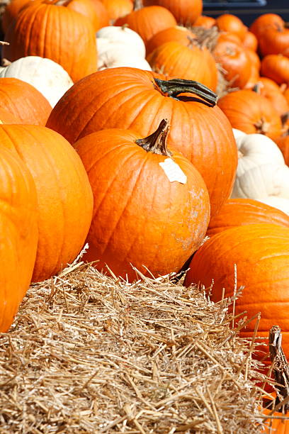 Halloween pumpkin stock photo