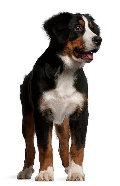 istock Bernese mountain dog puppy, 4 months old, standing 153688510