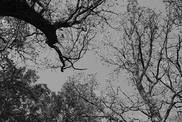 Looking up at the trees stock photo