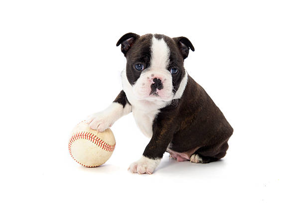 A little puppy playing with a baseball stock photo