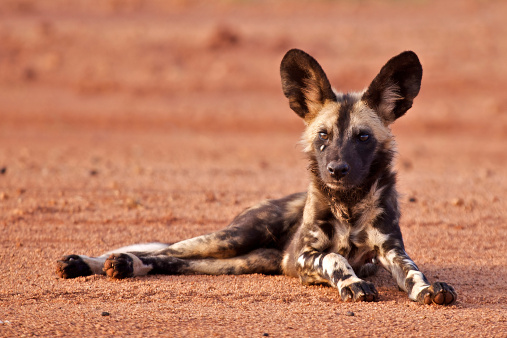 Cape hunting dog on open