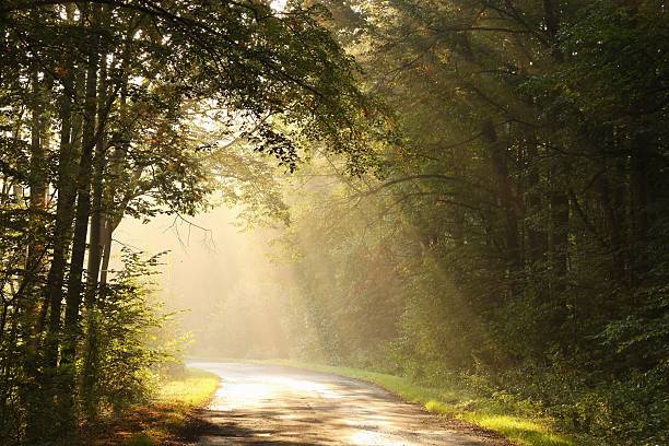 istock Misty autumn morning in the woods 153688884