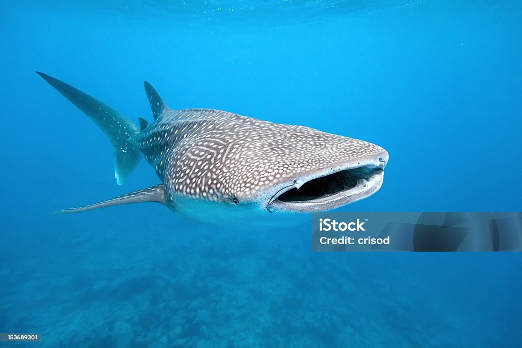 Whale shark Whale shark from maldives Whale Shark Stock Photo