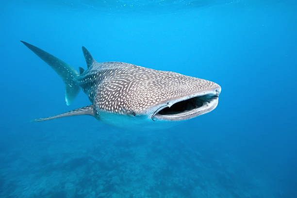 Whale shark Whale shark from maldives whale shark photos stock pictures, royalty-free photos & images