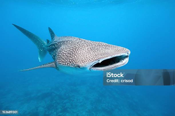Whale Shark Stock Photo - Download Image Now - Whale Shark, Maldives, Shark