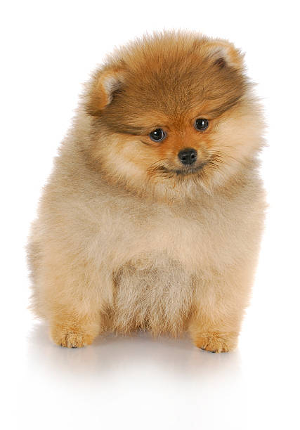 istock pomeranian puppy 153689317