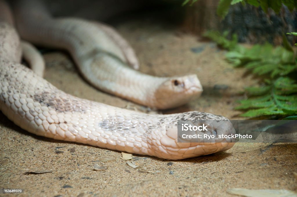 Белый кобра - Стоковые фото Горизонтальный роялти-фри