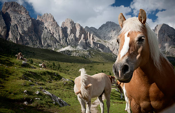 istock Haflinger Horse on Dolomites 153689453