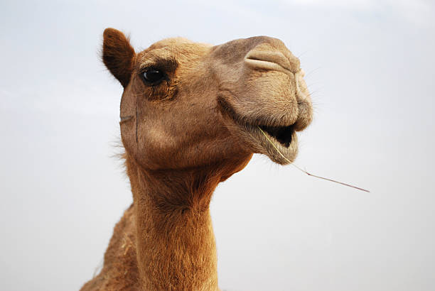 istock A close-up of a camels face outside 153689475